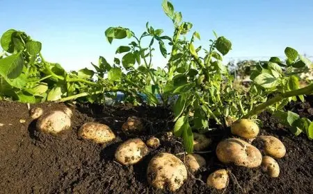 هل أوقفت مصر تصدير البطاطس إلى الاتحاد الأوروبي وروسيا؟.. الزراعة تجيب