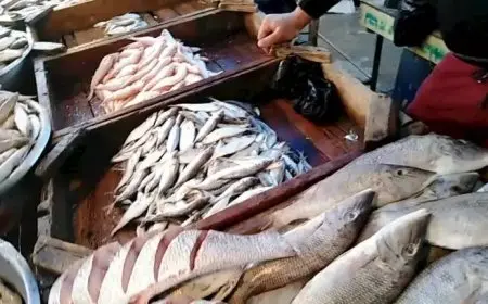 ارتفاع البلطي.. أسعار الأسماك والمأكولات البحرية في سوق العبور