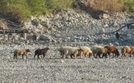 أسوأ جفاف تشهده سوريا منذ عقود يدفع الملايين إلى حافة الهاوية