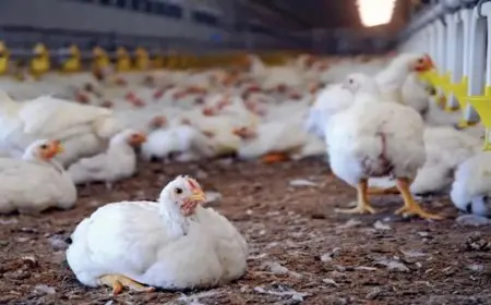 شعبة الدواجن: ننتج 4 ملايين كتكوت و40 مليون بيضة يوميا