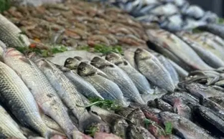 21 سبتمبر 2025.. أسعار الأسماك بسوق العبور للجملة اليوم