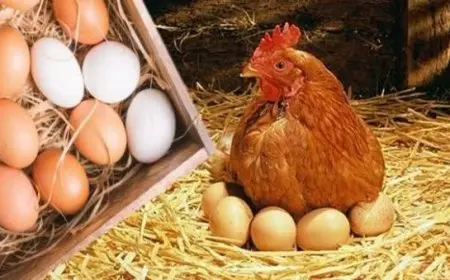 ارتفاع أسعار البيض وانخفاض أسعار الدواجن بأسواق الإسكندرية