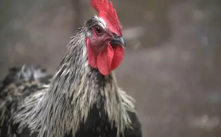 كم دجاجة لازمة لقتل فيل؟.. تعرف على أغرب الأسئلة المطروحة لـ”شات جي بي تي”