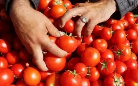 16 جنيها لكيلو الطماطم.. أسعار الخضروات والفاكهة في سوق العبور اليوم