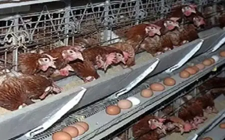 ما السبب وراء ارتفاع أسعار البيض رغم استقرار الدواجن؟ الشعبة تجيب