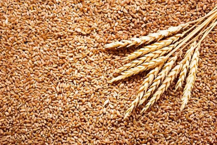 نقيب الزراعيين: وارداتنا من القمح انخفضت 20% لأول مرة هذا العام