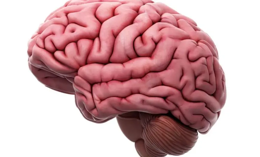 دراسة جديدة: مخ الانسان يغتسل أثناء النوم