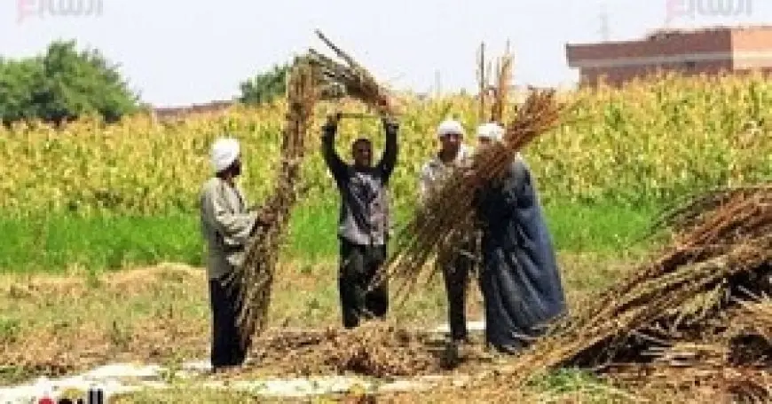 الفلاح المصري.. حارس الأمن الغذائي وداعم الصناعة ومصدر للعملة الصعبة