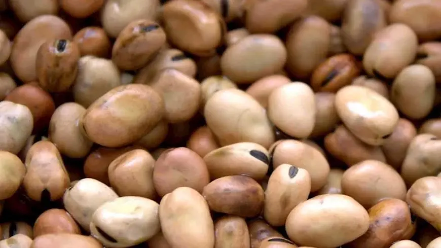 انخفاض الفول والزيت والدقيق والجبن الأبيض بالأسواق اليوم (موقع رسمي)