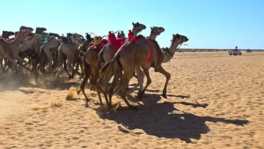 صحة شمال سيناء تشارك في تجهيزات فعاليات سباق الهجن غرب العريش