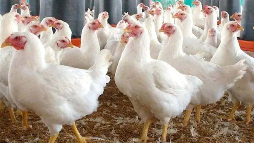 شعبة الدواجن تتوقع تراجع أسعار الفراخ لـ55 جنيهاً خلال 3 أشهر لهذا السبب