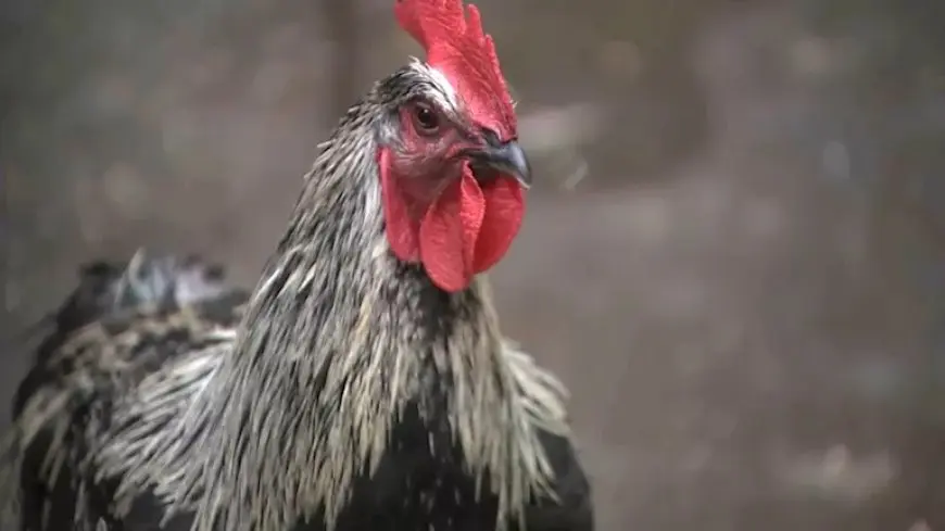 كم دجاجة لازمة لقتل فيل؟.. تعرف على أغرب الأسئلة المطروحة لـ”شات جي بي تي”