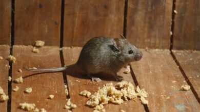 كيف أقضي على الفئران في بيتي